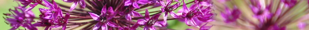 Bloemen 02.jpg